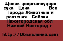 Щенок цвергшнауцера сука › Цена ­ 25 000 - Все города Животные и растения » Собаки   . Нижегородская обл.,Нижний Новгород г.